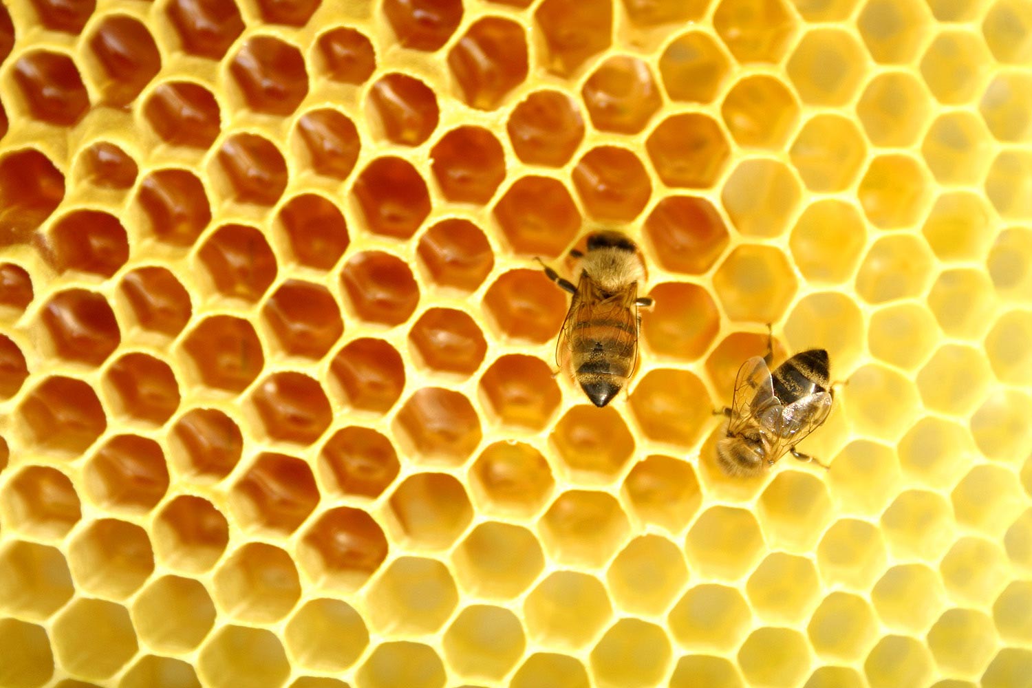Пчеловодство апитерапия. Апитерапия.